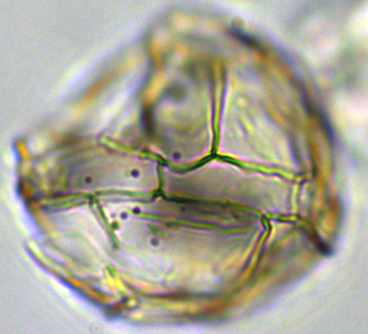 Impagidinium dispertitum Idisp30X1101103120990a.jpg